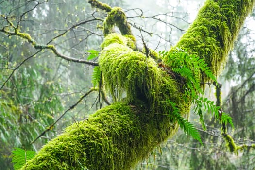 Beautiful green nature - mossy trees in the woods