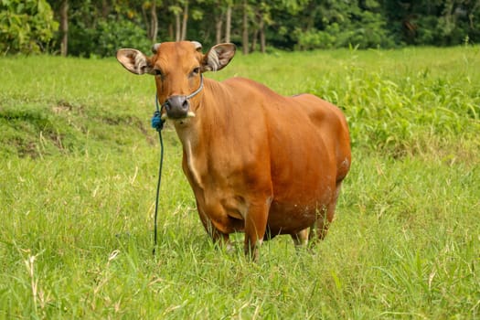 Brown cow standing in green field with tall grass. Adult heifer looks into the camera lens. Beef cattle tied with blue rope. A grazed cow grazes in a meadow with grass. Bali Island, Indonesia.