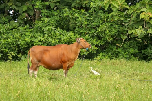 Brown cow standing in green field with tall grass. Young heifer looks arround. Beef cattle tied with blue rope. Cow grazes on meadow with grass. Natural background your project. Bali Island, Indonesia