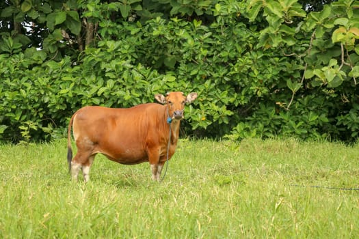 Brown cow standing in green field with tall grass. Adult heifer looks into the camera lens. Beef cattle tied with blue rope. A grazed cow grazes in a meadow with grass. Bali Island, Indonesia.