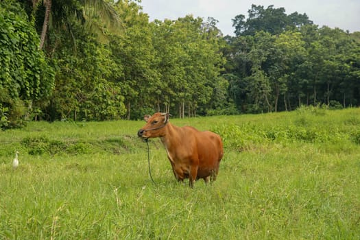 Brown cow standing in green field with tall grass. Adult heifer looks into the camera lens. Beef cattle tied with blue rope. A grazed cow grazes in a meadow with grass. Bali Island, Indonesia.