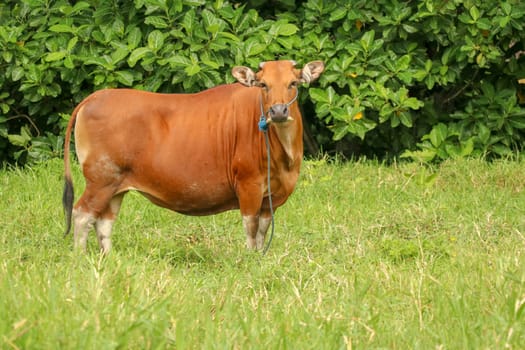 Brown cow standing in green field with tall grass. Adult heifer looks into the camera lens. Beef cattle tied with blue rope. A grazed cow grazes in a meadow with grass. Bali Island, Indonesia.