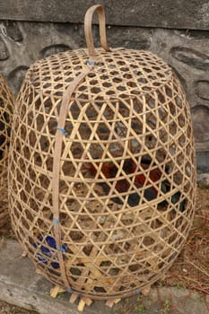Brown fighting cock in wicker basket made of bamboo. Adept to win or die in a duel with his opponent. Cockfighting is traditional gambling entertainment on the island of Bali. Popular illegal gambling