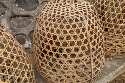 Brown fighting cock in wicker basket made of bamboo. Adept to win or die in a duel with his opponent. Cockfighting is traditional gambling entertainment on the island of Bali. Popular illegal gambling