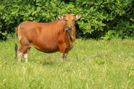 Brown cow standing in green field with tall grass. Adult heifer looks into the camera lens. Beef cattle tied with blue rope. A grazed cow grazes in a meadow with grass. Bali Island, Indonesia.