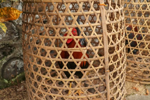Brown fighting cock in wicker basket made of bamboo. Adept to win or die in a duel with his opponent. Cockfighting is traditional gambling entertainment on the island of Bali. Popular illegal gambling