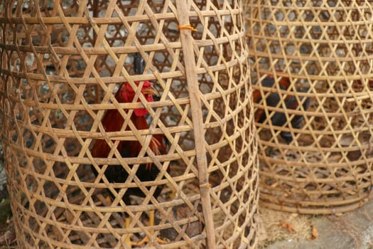 Brown fighting cock in wicker basket made of bamboo. Adept to win or die in a duel with his opponent. Cockfighting is traditional gambling entertainment on the island of Bali. Popular illegal gambling