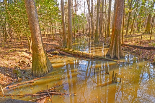 Backwater Slough in the Bottomland Forest in Congaree National Park in South Carolina