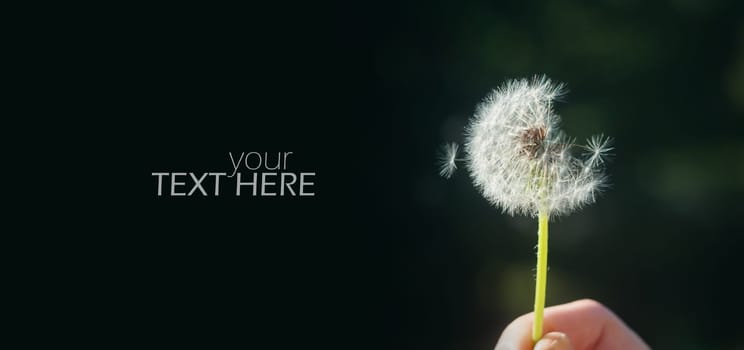 details of the dandelion in spring time with copy space