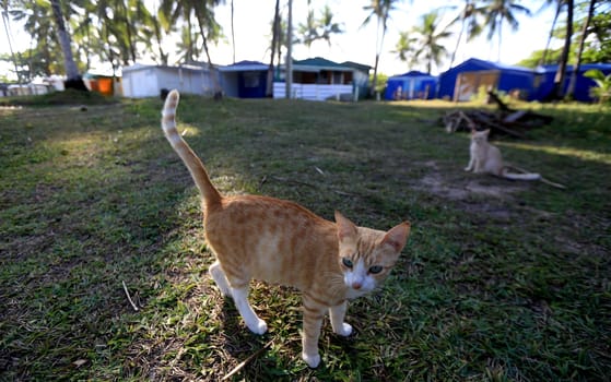salvador, bahia / brazil - september 22, 2015: a cat is seen on the Camping ground in the Itapua neighborhood in the city of Salvador.