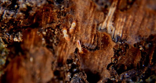 salvador, bahia / brazil - september 21, 2015: termites are seen in a wood colony in the city of Salvador.