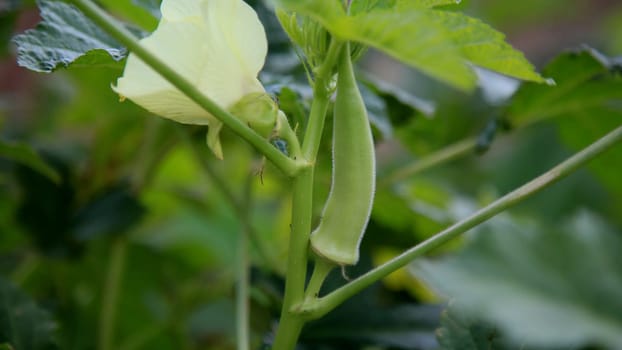 salvador, bahia / brazil - july 2, 2020: okra plantation is seen in the city of Salvador.