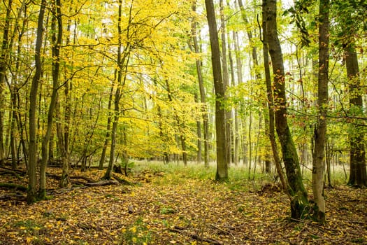 Beautiful Forrest in Summer in Germany