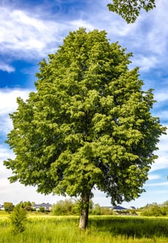 Beatiful Beech with green leaves and blue sky in Summertime
