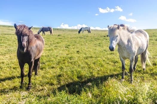 Two Horses on the green pasture in summer