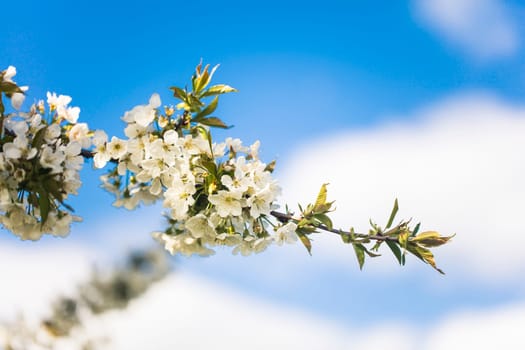 Beautiful white cherry blossom on a branch