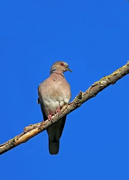 The turtle dove is "Bird of the Year"" 2020 in Germany."