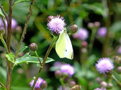 cabbage butterfly on flower of a thistle