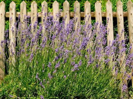 lavender, flower of the medicinal herb at an old wooden fence