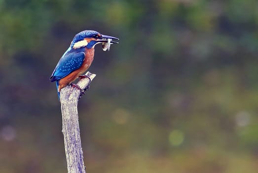 Kingfisher Alcedo atthis with prey