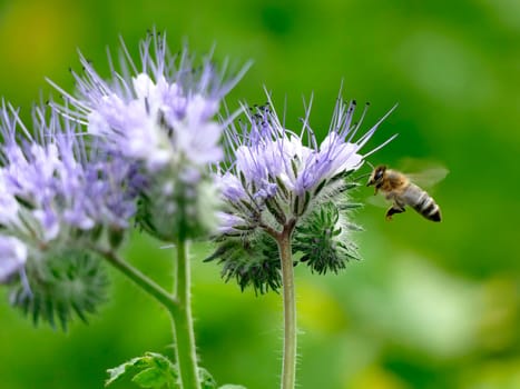 bee flying to a scorpionweed