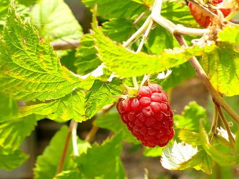 raspberry, macro of a ripe fruit