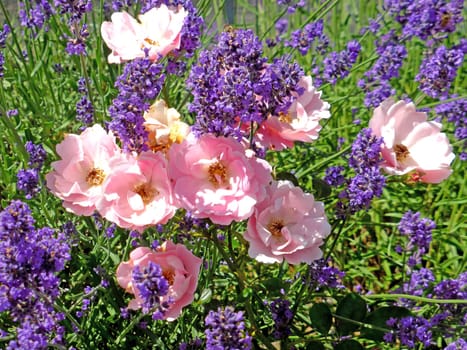 lavender, flower of the medicinal herb with rose flowers