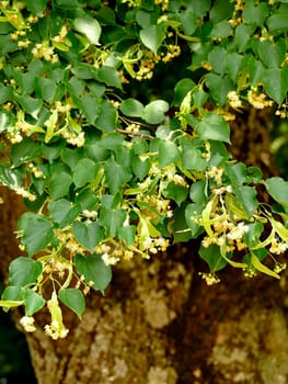 large-leaved lime tree, medicinal tree with flower