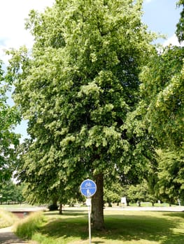 large-leaved lime tree, medicinal tree with flower