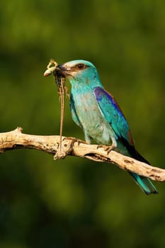 Agile european roller, coracias garrulus, sitting on a twig and holding dead lizard in beak in summer nature at sunset. Strong colorful bird with blue feathers with a catch in vertical composition.