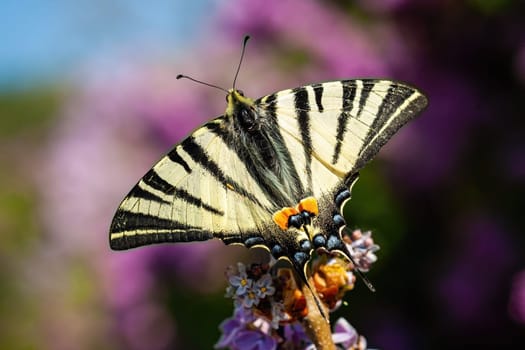 Top view of scarce swallowtail, iphiclides podalirius, sitting on violet flower in summer. Butterfly with open striped wings from above. Black and white insect sunlit on a meadow.