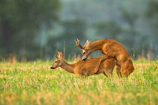 roe deer, capreolus capreolus, buck and doe mating in rutting season on a stubble field. Pair of male and female animal copulating. Courtship of wild mammals from side view.