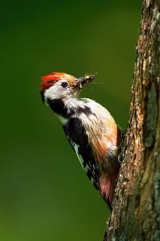 middle spotted woodpecker, dendrocoptes medius, gripping onto tree trunk illuminated by sun in forest. Bird with black and white plumage and red crown with insects in beak.