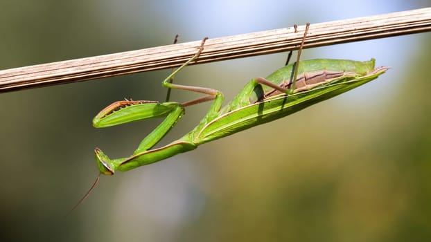 European mantis, mantis religiosa, holding on plant upside down in summer nature at sunset. Large green insect with long legs gripping onto blade from side view.