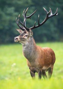 Dominant red deer, cervus elaphus, stag looking aside on hay field in autumnal nature. Wild male animal with strong antlers observing and breathing vapor on cold morning.