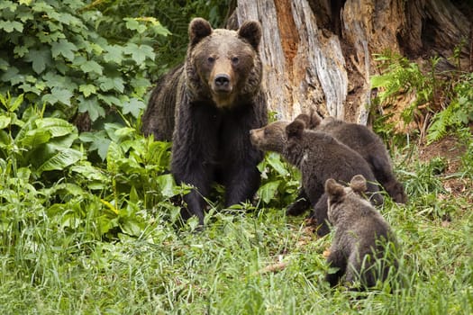 Family of brown bear, ursus arctos, with three young cubs in summer forest with old tree trunk behind. Harmonious scenery of adult animals and her little youngsters standing close together.