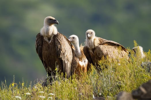 Numerous flock of griffon vulture, gyps fulvus, sitting on horizon in sunny summer morning. Many wild birds with brown feathers on the ground in wilderness.