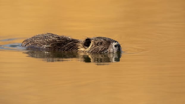 Nutria, myocastor coypus, swimming in water with head just above surface in nature. Symmetrical horizontal composition of rodent floating in river at sunset.