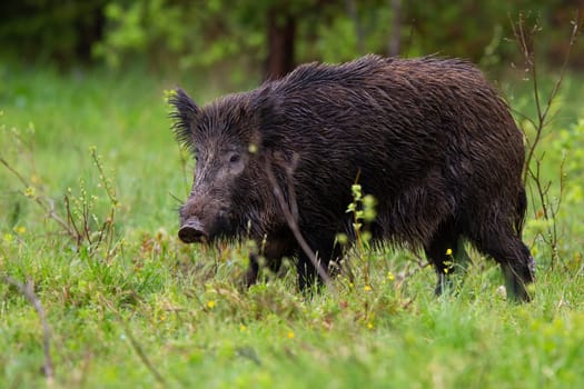 Threatening wild boar, sus scrofa, going on glade in summer evening from side view. Wet mammal with long fur walking on meadow with green grass. Animal wildlife in wilderness.