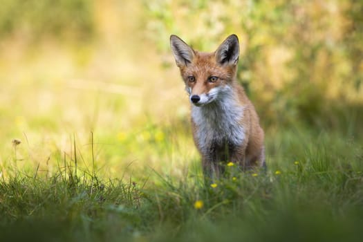 Focused red fox, vulpes vulpes, looking aside on green glade in summer nature with copy space. Front view of wild animal in grass with orange sunlit background.