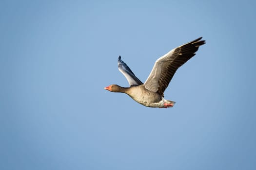 Solitary greylag goose, anser anser, flying with open wings against blue sky illuminated by sun. One large wild bird with grey feathers in the air with copy space.