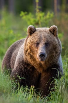 Vertical portrait of brown bear, ursus arctos, observing in green grass from front view. Animal wildlife in High Tatras national park, Slovakia, Europe.