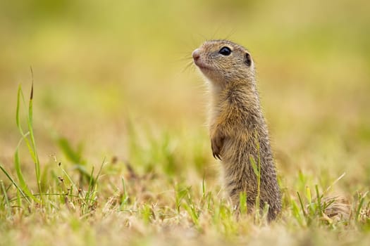 Interested sousilk standing erected in vertical position on pasture. European ground squirrel, spermophilus citellus, in green grass from side view with copy space.