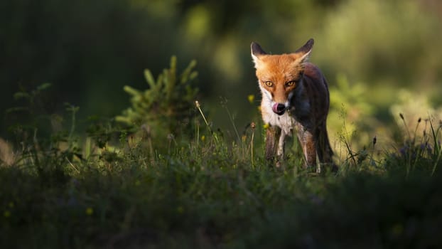 Focused red fox, vulpes vulpes, staring into camera and licking mouth in summer at sunset. Attentive mammal standing near shadow from front view with copy space.