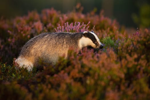 Adult european badger, meles meles, hiding in bushes of heather in moorland in summertime. Wild animal with black and white mask on head at sunrise from side view.