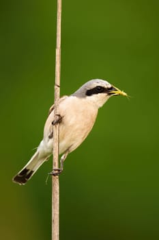 Alert red-backed shrike, lanius collurio, holding a grasshopper in beak and sitting on reed in summer nature. Attentive small bird with a catch on grass blade. Animal wildlife.