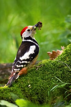 middle spotted woodpecker, dendrocoptes medius, with beak full of insects sitting on a stump with green moss in summer nature. Bird in breeding season about to feed near nest in vertical composition.