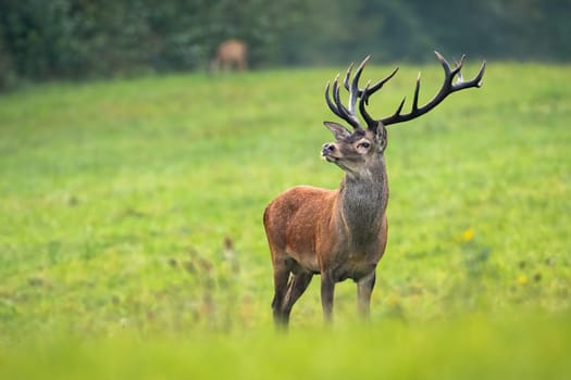 Dominant red deer, cervus elaphus, stag with antlers staring on meadow with copy space. Capital male hoofed animal sniffing with nose up in nature with copy space.