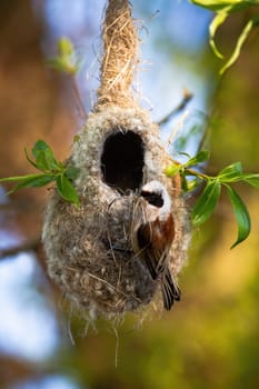 Eurasian penduline tit, remiz pendulinus, building nest hanging on a twig of tree in spring nature. Little passerine bird holding grass in beak in breeding season in vertical composition.
