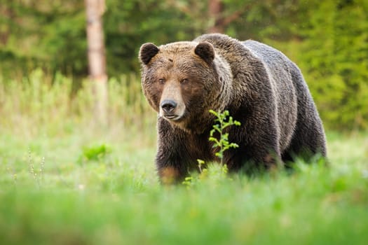 Surprised brown bear, ursus arctos, male coming closer on green glade in summer nature. Shocked male predator with long fur and large head facing camera.